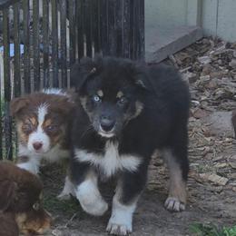 Soursop - Black tri-color male Australian Shepherd puppy in Albany, Oregon from Red Cloud Australian Shepherds and DeGray Great Danes & Bulldogs