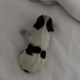 Phillip AKC - Chocolate, tan and white male Yorkshire Terrier puppy in Labelle, Florida from Chocolate and Parti Yorkies in Florida