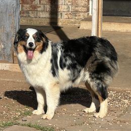 Shay - Australian Shepherd