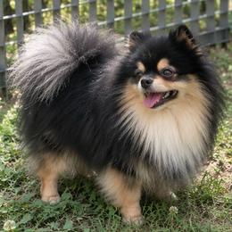 Captain - Black and tan male Pomeranian puppy in Buck Valley, Pennsylvania from Buck Valley Pomeranians