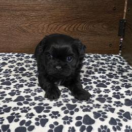 Trixy Boy 2 - Black male Shih Tzu puppy in Meadows Of Dan, Virginia from Walt’s Shih Tzus