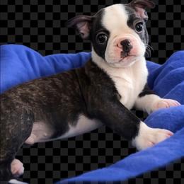 Boston Terrier puppies from Royal Bostons