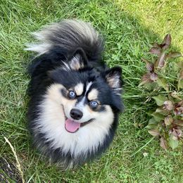 Enzo - Pomsky
