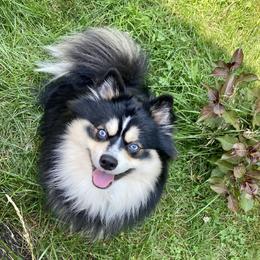 Enzo - Pomsky