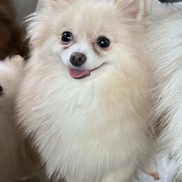 Beli - Pomeranian