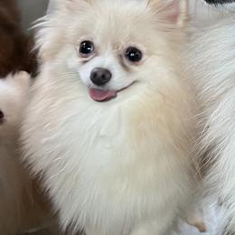 Beli - Pomeranian