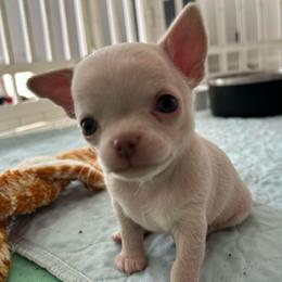 Butter - White male Chihuahua puppy in Coweta, Oklahoma from Green Country Chihuahuas