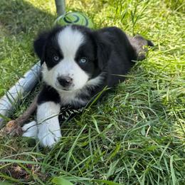 Gunner - Black & white male Miniature Australian Shepherd puppy in Marion, Michigan from Highland Hills Mini Aussies