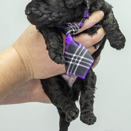 Poodle Puppies from Devin’s Purple Poodles
