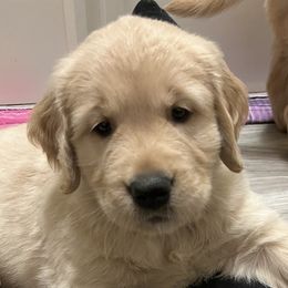 Boy 6 - Golden Retriever puppy in Spokane Valley, Washington from Golden Beginnings