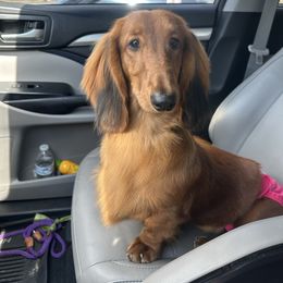 Biscotti - Dachshund