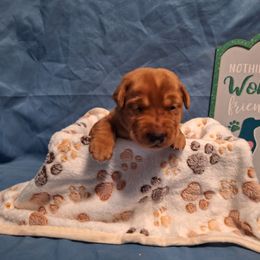 Mel - Yellow male Labrador Retriever puppy in Bemidji, Minnesota from Northern Star Elite Quality Labrador Retrievers