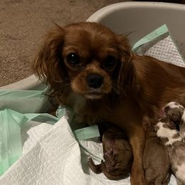 Ruby - Cavalier King Charles Spaniel