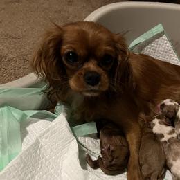 Ruby - Cavalier King Charles Spaniel