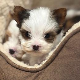 Pluto - Parti male Yorkshire Terrier puppy in Fredericksburg, Virginia from VA Exclusive Yorkies