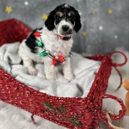Pink - Parti female Poodle puppy in Ponce De Leon, Florida from Above the Standard Dogs