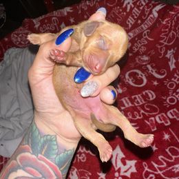 Dachshund Puppies from Autumns Dachshunds