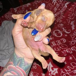 Dachshund Puppies from Autumns Dachshunds
