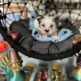 Blue collar Parti male - Parti male Yorkshire Terrier puppy in Cocoa, Florida from SummerTime AKC Yorkies