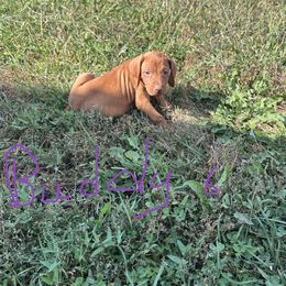Black - Golden rust male Vizsla puppy in Sioux County, Iowa from Pheasant Poppers Vizslas