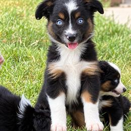 Black Tri female -1 - Black tri female Toy Australian Shepherd puppy in Hawley, Texas from Foxy’s Dachshunds & Toy Aussies