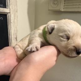 Chandler - Wheaten male Scottish Terrier puppy in Oak Harbor, Washington from Nicole's Scottish Terriers