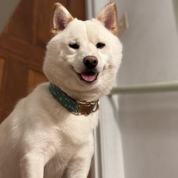 Hezzy - Shiba Inu