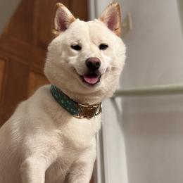 Hezzy - Shiba Inu