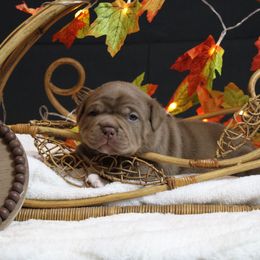Yellow Collar - Chocolate tri-color female American Bully puppy in Easton, Maryland from Night Court Bullies