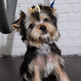 Myiah  - Yorkshire Terrier