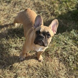 Girl 2 - Fawn and white female French Bulldog puppy in Washington from Pawcific Coast Bullies