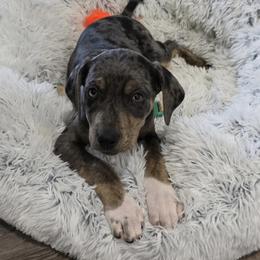 Koa - Blue merle female Catahoula Leopard Dog puppy in Gadsden, Alabama from Rich Cat’s