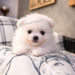 Éowyn - Cream parti female Pomeranian puppy in Boca Raton, Florida from Poms of The Shire