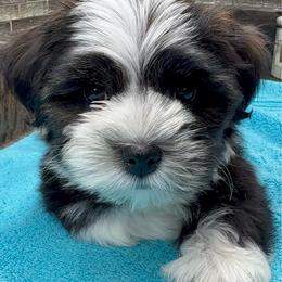 Boy 3 - Black and tan brindle male Havanese puppy in Elkins, Arkansas from Havana Knights Havanese