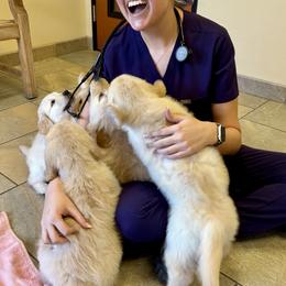 Golden Retriever Puppies from Caliber Golden Retriever’s