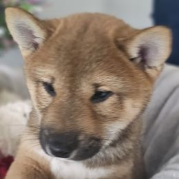 Shiba Inu Puppies from Shiba Shenanigans