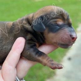 Cinnamon - Red female Dachshund puppy in Brandon, Mississippi from A & N Kennel’s Mini Dachshunds
