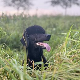 Miniature Schnauzer and Poodle All Grown Up from Bewitching Kennels