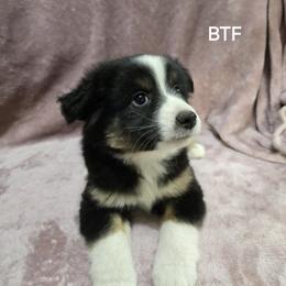 Girl 2 - Black tri female Miniature Australian Shepherd puppy in Bend, Oregon from Badlands Toy and Mini Aussies
