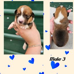 Male 3 - Sable male Pembroke Welsh Corgi puppy in Unicoi, Tennessee from Unaka Mountain Corgis