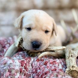 Scarlet - Yellow female Labrador Retriever puppy in Sweet Home, Oregon from Knotty Creek Labradors