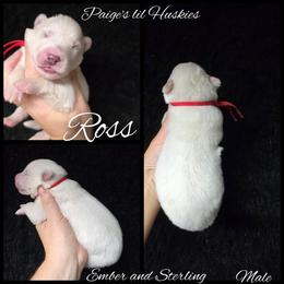 Ross - White male Siberian Husky puppy in Bloomfield, Indiana from Paiges lil huskies