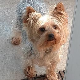 Yorkshire Terriers from Punkins Yorkies