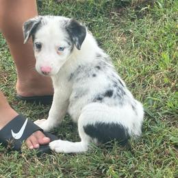 Huey- one blue eye one brown eye - Blue merle male Border Collie puppy in Chattanooga, Tennessee from Ross Vegas Kennels