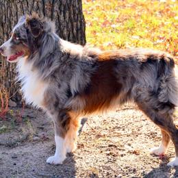 Australian Shepherd puppies from Outback Mini Aussies