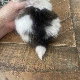 Chanel - Chocolate parti female Pomeranian puppy in Jacksonville, North Carolina from Bourlet Poms