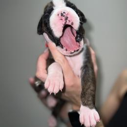 Boxer Puppies from Reynolds Homestead Boxers