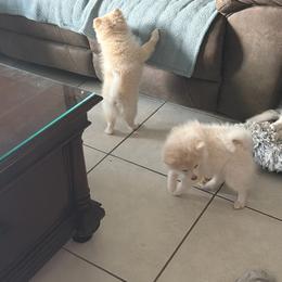 Missy Cotton - Cream female Pomeranian puppy in Wimauma, Florida from Bella's Babies