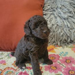 Hazel - Brown female Poodle puppy in Arkansas from Harper's Pups