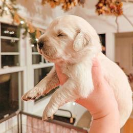 Cocoa - Light golden male Golden Retriever puppy in Mason, Michigan from Sweet Breeze Acres